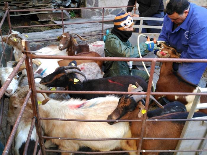 APAG Extremadura pide a la Junta que «arrime el hombro» y complemente las ayudas al ovino y caprino