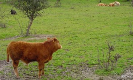 La Junta abona 7 millones de euros al pago de la ayuda a vacas nodrizas y a jóvenes agricultores