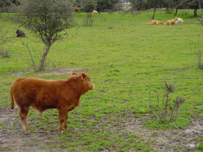La Junta abona 7 millones de euros al pago de la ayuda a vacas nodrizas y a jóvenes agricultores