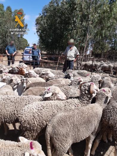 La Guardia Civil investiga a dos vecinos de Madrigalejo por la venta fraudulenta de ganado