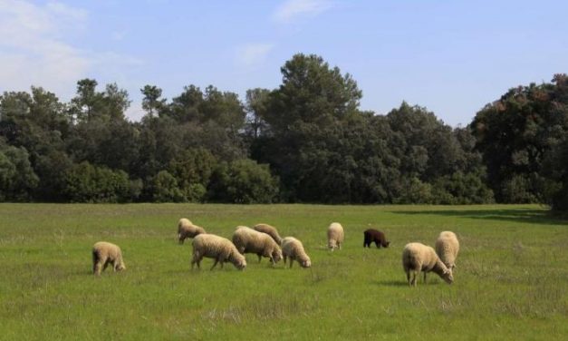 Extremadura destina 2,17 millones en ayudas a explotaciones ovinas y caprinas con dificultades
