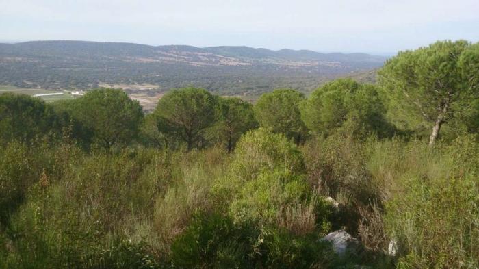 Extremadura quiere protegerse de los incendios mediante el pastoreo tradicional