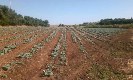 La Junta aboga por fortalecer la innovación en el sector agrario para fijar población en los territorios