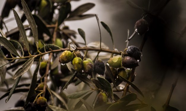 Interaceituna reúne a 50 chefs para elaborar un recetario y mostrar el potencial gastronómico del producto del olivo