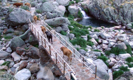 Cerca de 900 vacas atravesarán Guijo de Santa Bárbara este fin de semana en el XIII Día de la Trashumancia