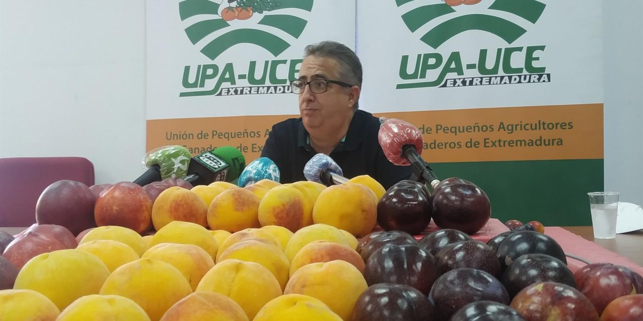 UPA-UCE denuncia la venta de ciruelas de pequeño calibre en supermercados por los que el agricultor no percibe nada