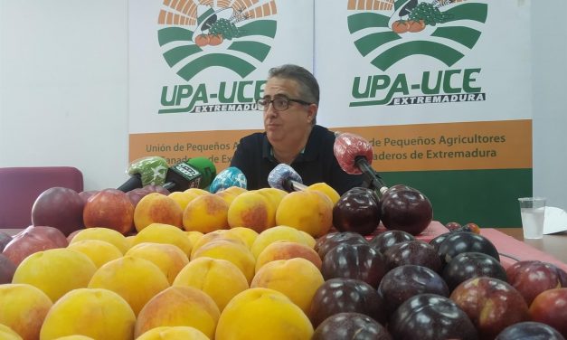 UPA-UCE denuncia la venta de ciruelas de pequeño calibre en supermercados por los que el agricultor no percibe nada