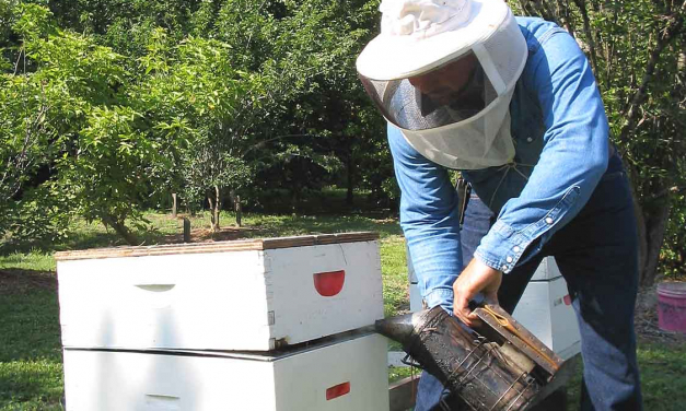 Coria ofrece una experiencia apícola en El Borbollón para conocer el mundo de la miel