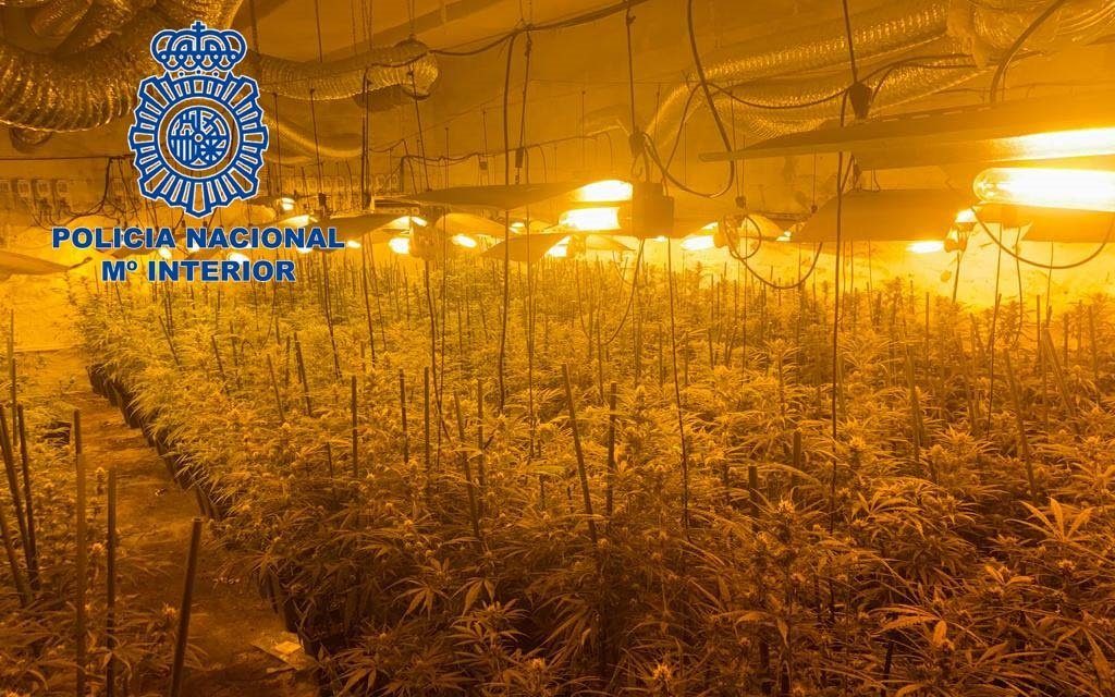 Desmantelan en Lácara una plantación de marihuana con más de 1.600 plantas y detienen a su propietario