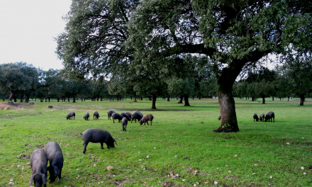 Abierto el plazo para que las explotaciones ganaderas puedan acceder a las ayudas al sector porcino en Extremadura