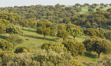 Extremadura tiene 600 millones de árboles y una media cinco veces superior a la del resto de España