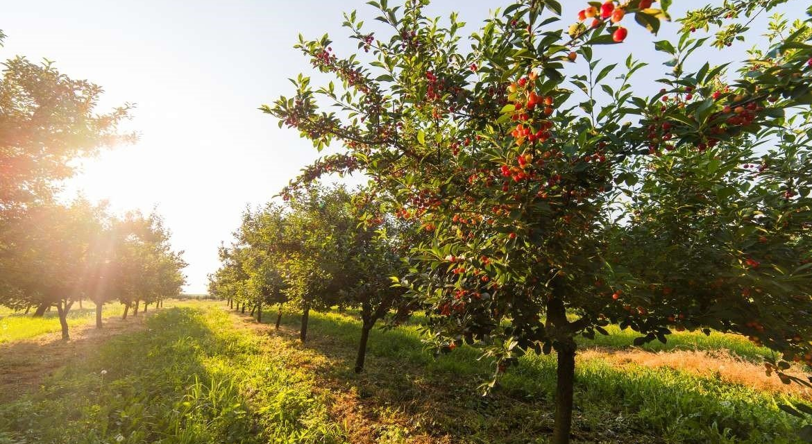 Agricultura publica las bases que regulan las ayudas a la reconversión de plantaciones de frutales