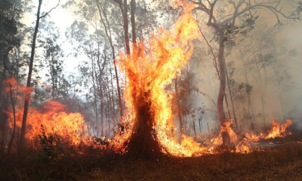 Vecinos de Sierra de Gata piden a los ayuntamientos una mejora de la gestión forestal para evitar incendios