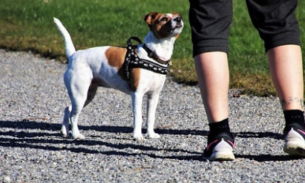 Moraleja multará con hasta 600 euros a los dueños de perros que no retiren las heces de la vía pública