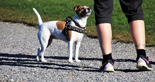 Moraleja multará con hasta 600 euros a los dueños de perros que no retiren las heces de la vía pública