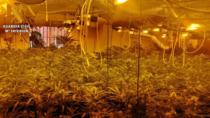 Detenidos tres vecinos de Villanueva de la Serena por tener 2.300 plantas de marihuana en dos invernaderos