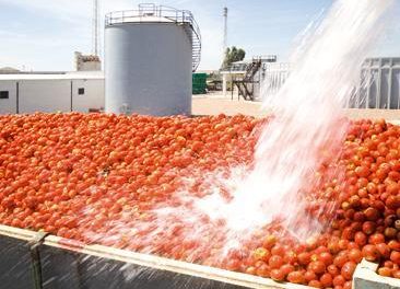 La campaña del tomate en Extremadura prevé unos 200.000 desplazamientos entre explotaciones agrarias y empresas