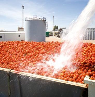 La campaña del tomate en Extremadura prevé unos 200.000 desplazamientos entre explotaciones agrarias y empresas