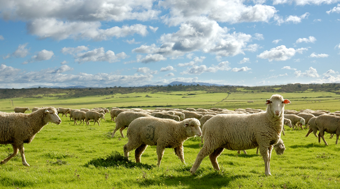 Agricultura publica las resoluciones de ayudas asociadas a explotaciones de ovino, caprino y vacuno