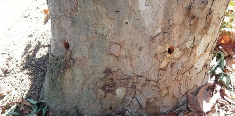Denuncian a la Policía un «ataque intencionado» con taladro que provoca la muerte de árboles en Cáceres