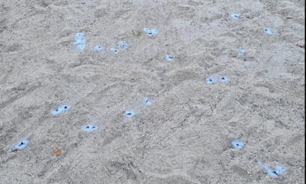 Moraleja sustituirá la arena del parque Dulce Chacón tras la presencia de avispas terreras