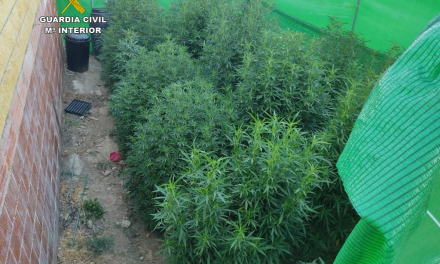 Dos detenidos con 70 plantas de marihuana de gran altura en Coria y Casas de Don Gómez