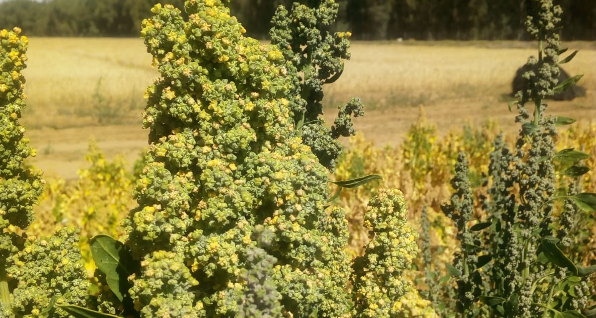 Investigadores extremeños muestran en Washington sus avances en el cultivo de la quinoa