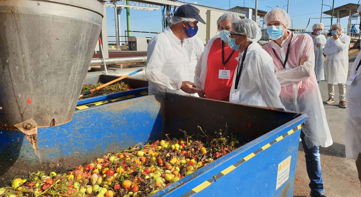 El tomate sigue siendo el cultivo «punta de lanza» de la exportación extremeña