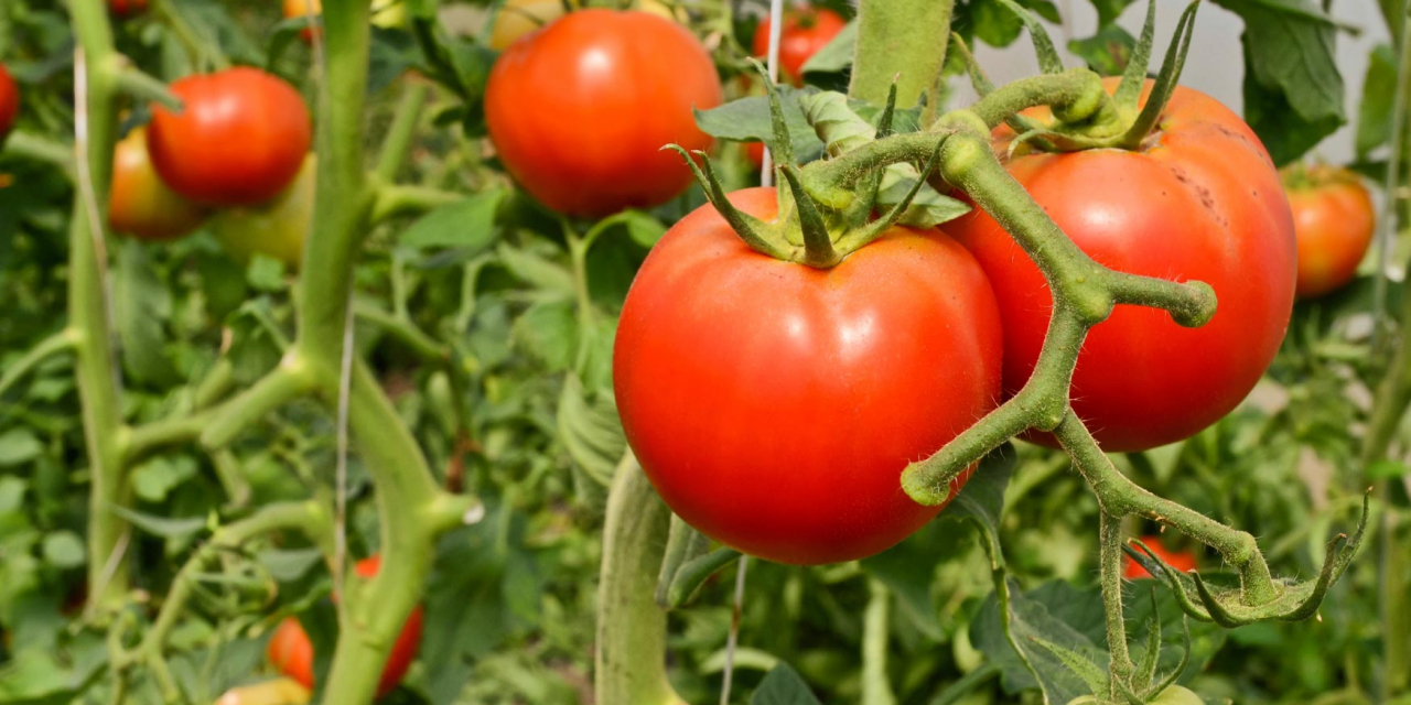 El pedrisco daña cultivos de tomate, pimiento y maíz de las zonas de Coria y Moraleja