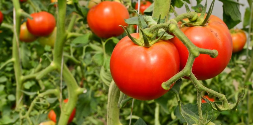 Los agricultores extremeños de tomate con la cosecha asegurada reciben 6,2 millones de euros