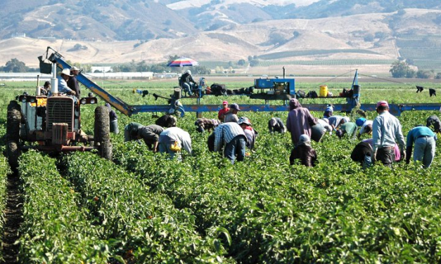 El 24% de los brotes de Covid-19 de España se produce entre trabajadores temporeros del campo