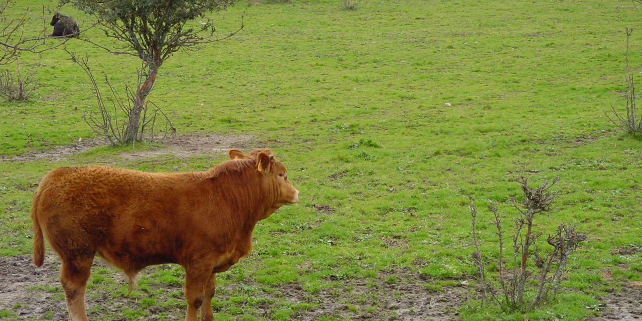 Concedida la protección nacional como IGP a la marca «Vaca de Extremadura»