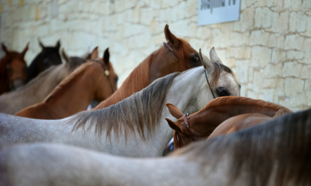 Confirmados tres casos del virus de la Fiebre del Nilo Occidental en tres caballos