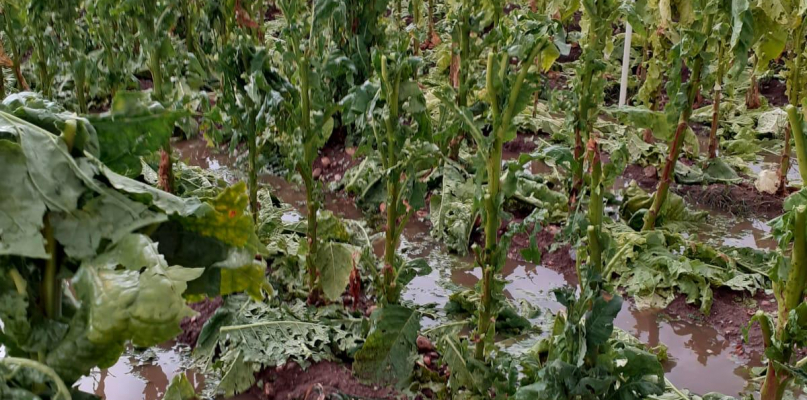 Una tormenta de granizo arruina cerca de 1.000 hectáreas de tabaco en el norte de Cáceres
