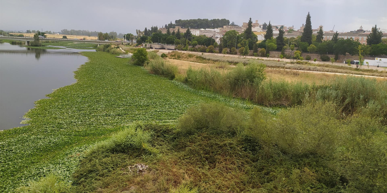 La Asociación Cívica Ciudad de Badajoz pide a CHG  tomar medidas contra las plantas invasoras