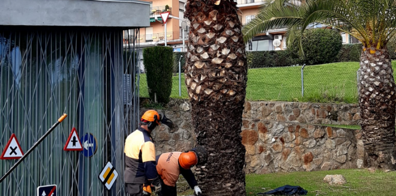 El Ayuntamiento de Plasencia redobla su lucha contra el picudo rojo de las palmeras