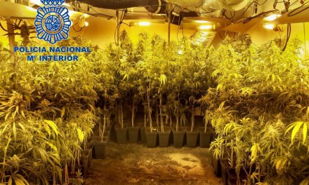 Detenida una pareja en Almendralejo por tener casi 250 plantas de marihuana en su vivienda