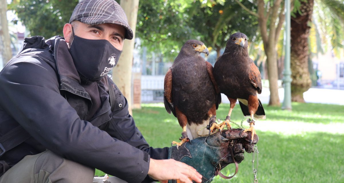 Halcones, águilas y azores para ahuyentar las palomas en Villanueva de la Serena