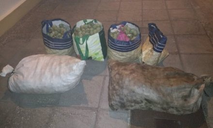 Sorprendidas cuatro personas tras robar 120 kilos de nueces en Pueblonuevo del Guadiana