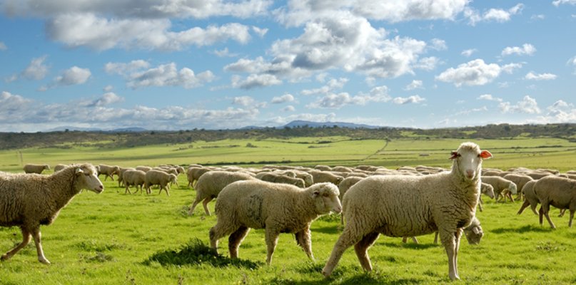 Extremadura otorga ayudas para la bioseguridad en explotaciones bovinas y caprinas