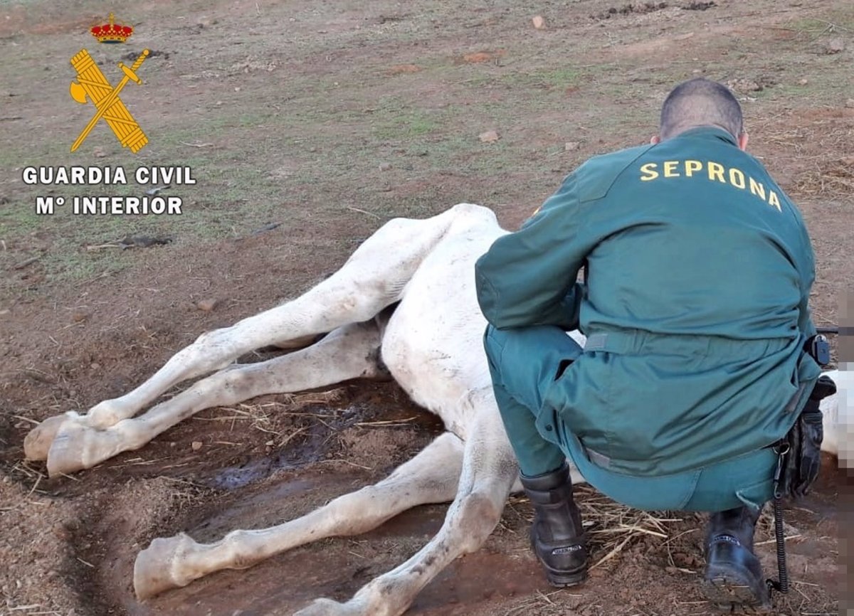 Investigado un vecino de Zafra por tener a un caballo en estado de desnutrición