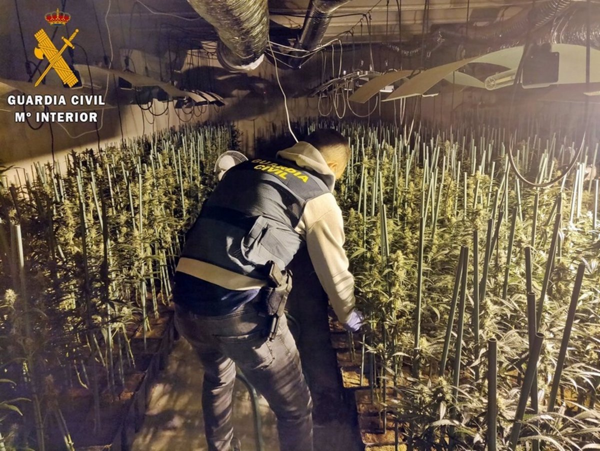 Desmantelado un invernadero en Don Benito con 1.000 plantas de marihuana