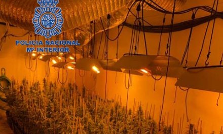 La Policía Nacional desmantela en Mérida una plantación de marihuana con casi 500 plantas