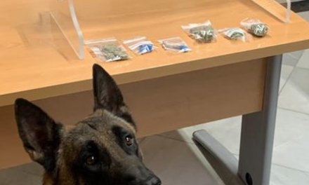 La Unidad Canina de Almendralejo realiza varias incautaciones de droga este fin de semana