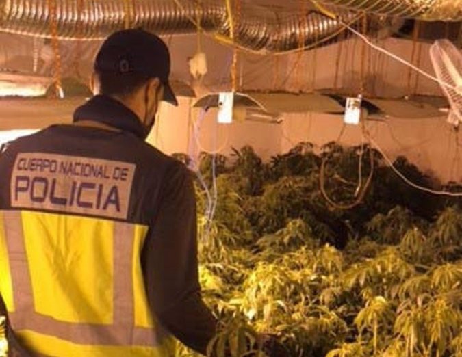Detenidos en Badajoz los responsables de una plantación de marihuana con más de 126 plantas
