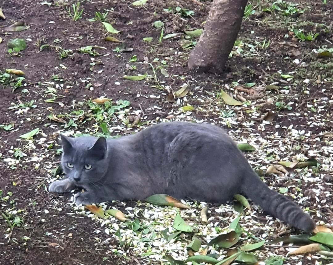 Nuevo caso de envenenamiento: Una vecina de Perales del Puerto despide a su gato de 2 años