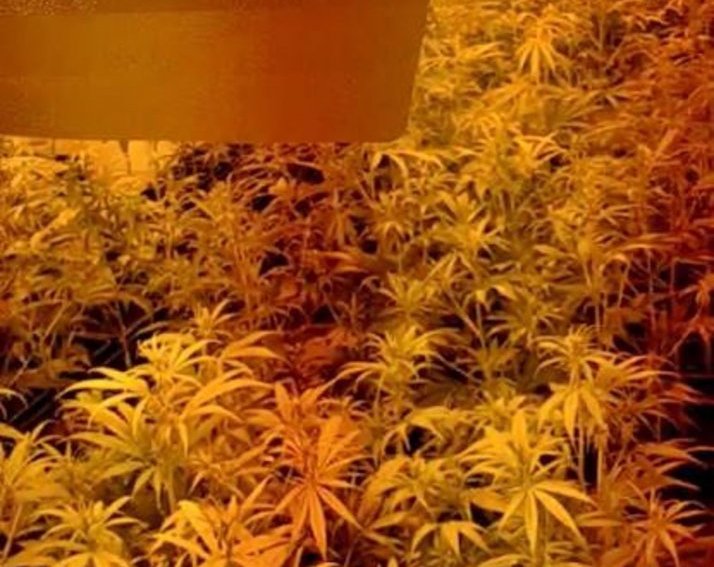Detenido un vecino de Valle de la Serena por tener cerca de 300 plantas de marihuana en su domicilio