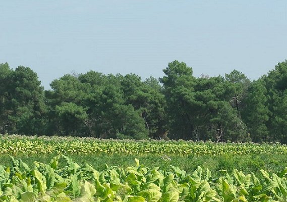 Asaja denuncia el “atraco” de Agroseguro a los apicultores, tabaqueros y productores de pimentón de La Vera