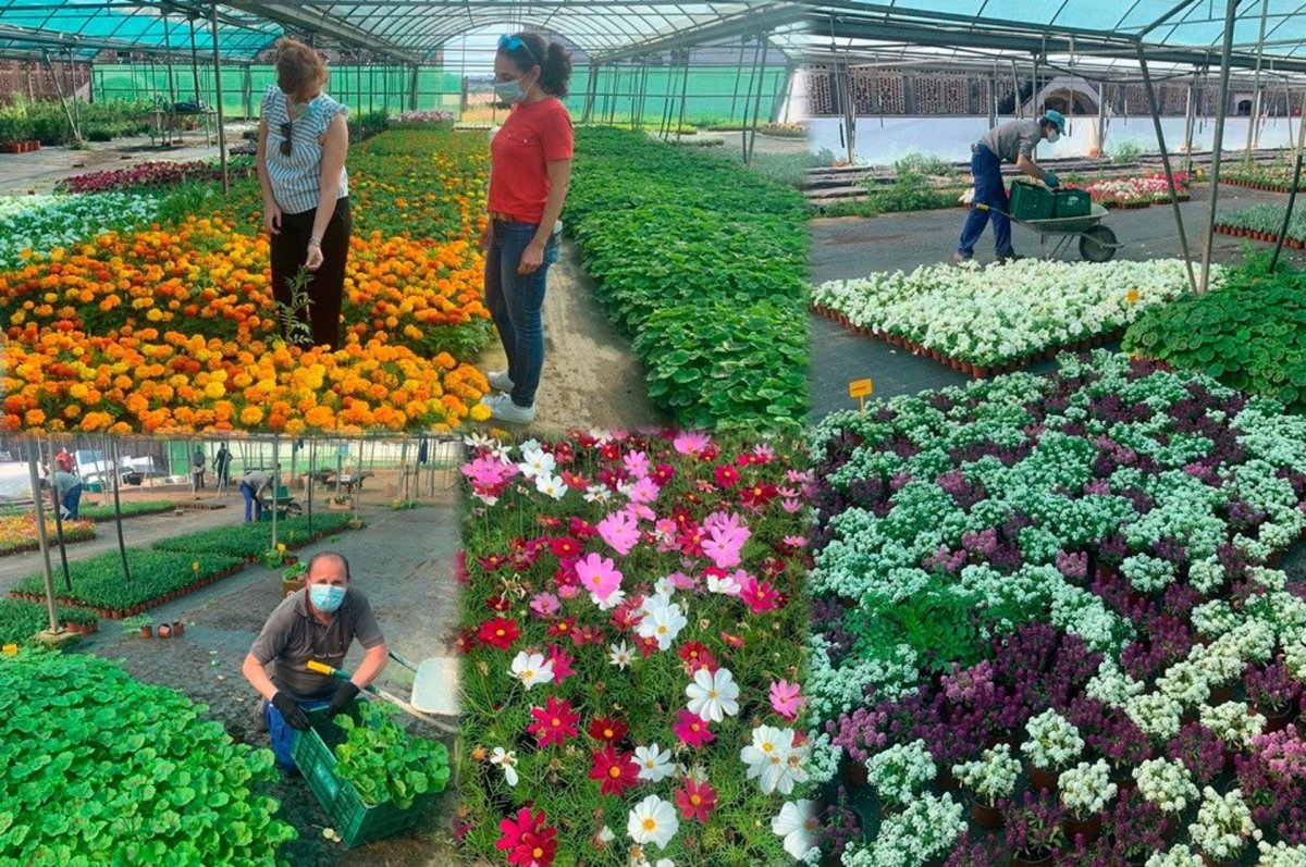 La Diputación de Cáceres distribuirá 43.000 plantas ornamentales para embellecer los pueblos de la provincia
