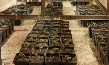 Detenido un vecino de Mérida que tenía más de 370 plantas de marihuana en su vivienda